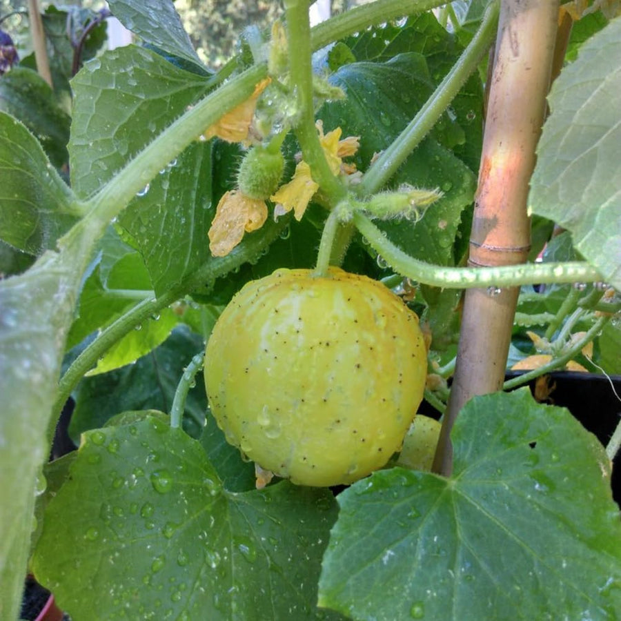 Lemon Cucumber Plants Live, 2 Plants Per Pots, Vegetable Plants, Cucumber Live Plants for Outdoor Planting, Live Cucumbers Plants