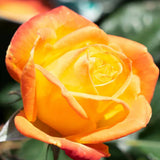 Rare Rose Bush Live Plant - Rose Plant Live to Grow - Bareroot 5-10 Inch Tall - Fragrant Rose Flowers Shrub - No Pot (Gold Rose)
