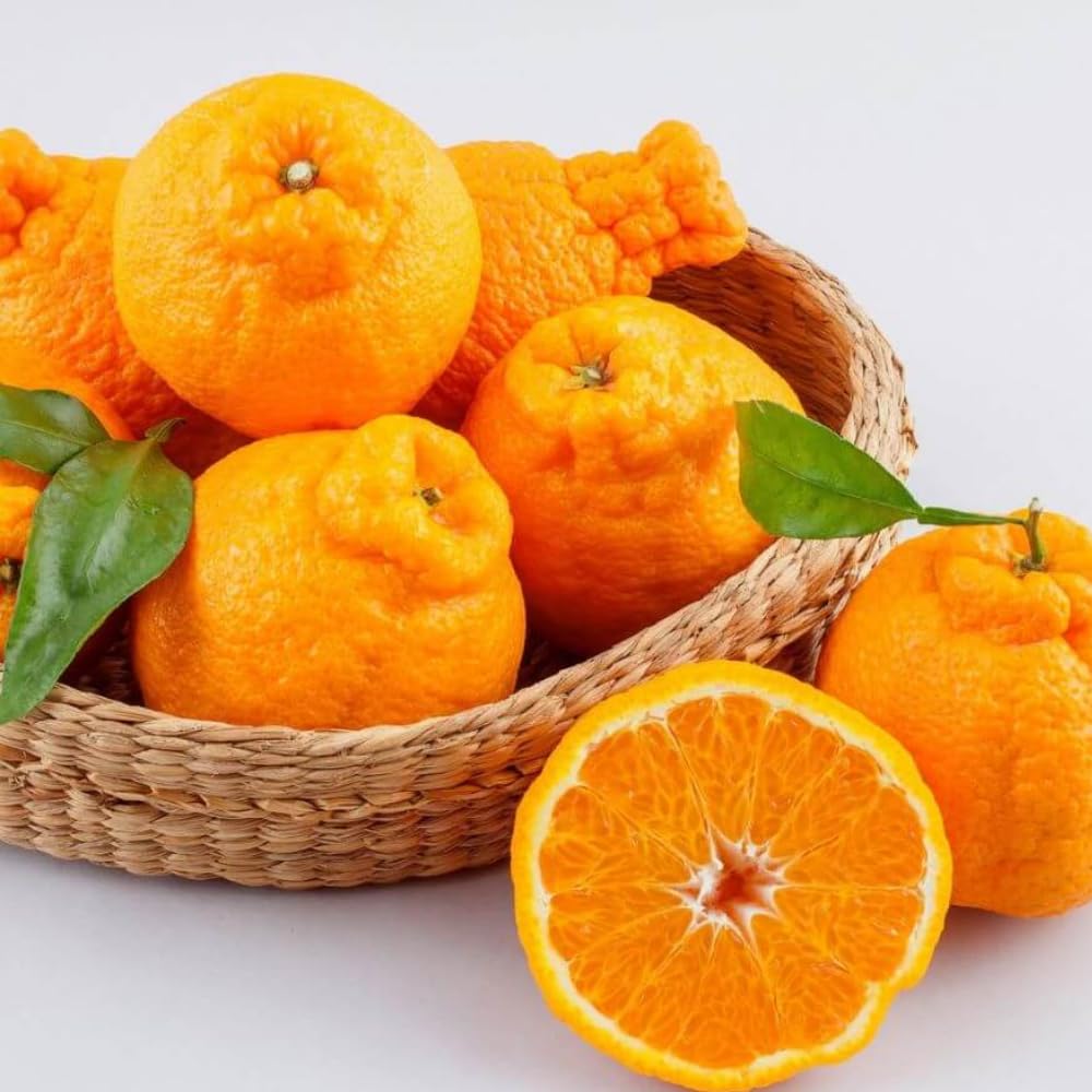Ugli Tangelo Tree 3 Feet Tall, Sweet Citrus Fruit Tree for Garden, Patio and Home Orchard, Grafted Orange Tree Citrus Like