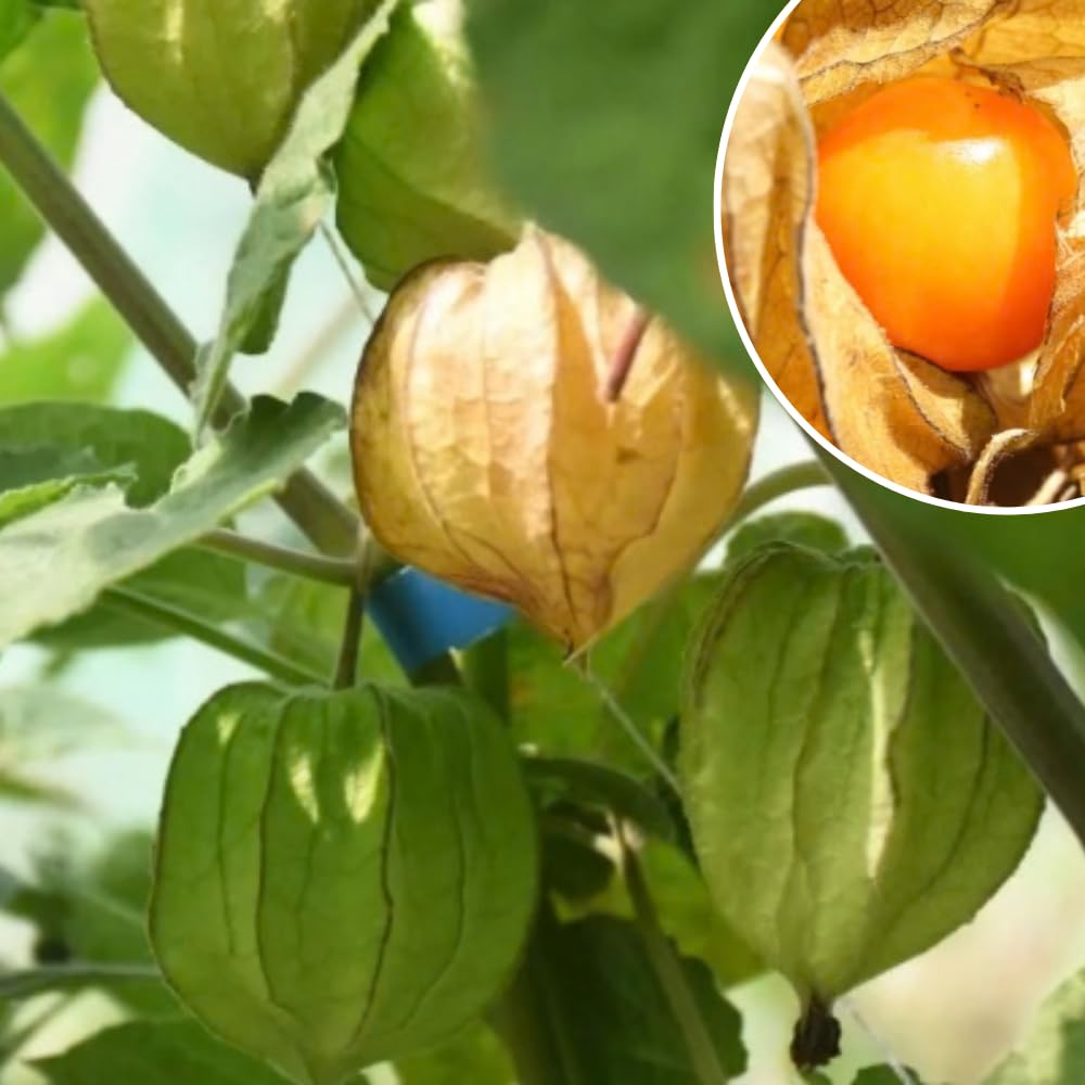 Cape Gooseberry Live Plant in 4 Inch Pot, Sweet Gooseberry Bush Live Plant for Outdoor Gardening, Edible Gooseberry Tree, 8-10 Inch Tall