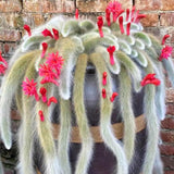 Rare Monkey Tail Cactus Live Plant, 6-8 Inch Tall Rooted Trailing Cactus, Hanging Succulent for Indoor or Outdoor Growing, No Pot