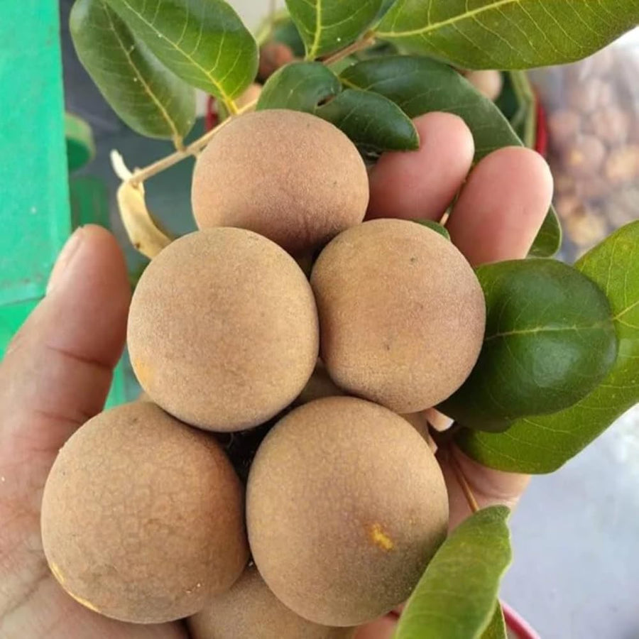 Sweet Longan Plant Live, 7-10 Inches, Longan Tropical Fruit Tree Well Rooted, Outdoor and Container Growing