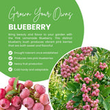 Blueberry Plant Live for Planting, Pink Blueberry Bush, Well Rooted, 6-8 Inc Tall, Berry Shrub for Edible Gardens or Landscapes