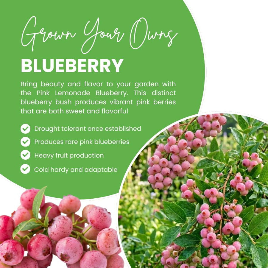 Blueberry Plant Live for Planting, Pink Blueberry Bush, Well Rooted, 6-8 Inc Tall, Berry Shrub for Edible Gardens or Landscapes