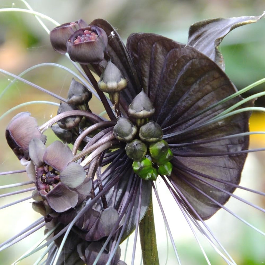 2 Black Tacca Plants Live in 2 Inch Pot - Black Bat Flower Houseplant Great for Indoor and Outdoor Gardening - Easy to Care