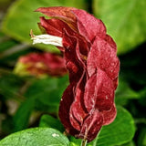 2 Mixes Shrimp Plants Live, Red and Yellow Flower Starter Plug Seedlings Justica Brandegeana Tree Bush, 4-7 Inches Tall