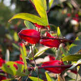 50 Roselle Seeds for Planting, Roselle Hibiscus Seeds, Hibiscus Sabdariffa Seed, Fresh Garden Edible Flower Plant Seed