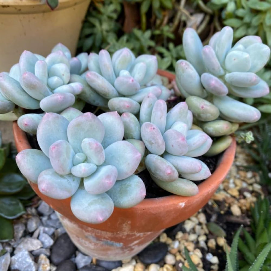 Succulent Plant Live, Live Indoor Outdoor Succulent Plant, 2 Inch Pot, Low-Maintenance Decorative Houseplant (Blue Succulent)