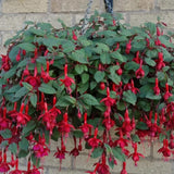 Red Fuchsia Plants Live Hanging Basket, Live Fuchsia Plant Pot, 5 Inches Pot, Hardy Colorful Flower