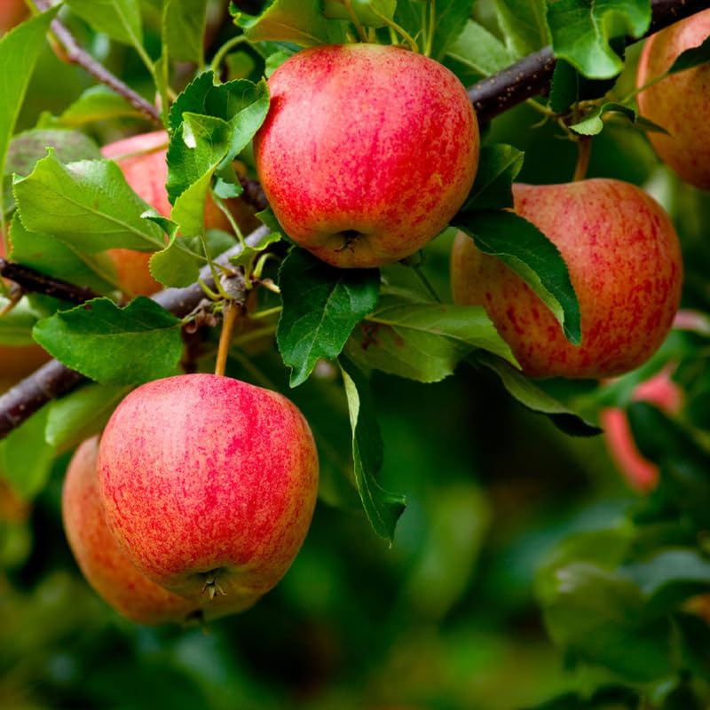 Gala Apple Tree Live Plant, Apple Plant Live for Planting, 2-3 Feet Tall, Bareroot, Sweet Apple Fruit Tree Ready to Grow Outdoor