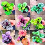 3 Coral Bells Heuchera Perenial Live Plants, Assorted Seasonal Leaves Color Change, Well-Rooted 5-9 Inc Tall, No Pot