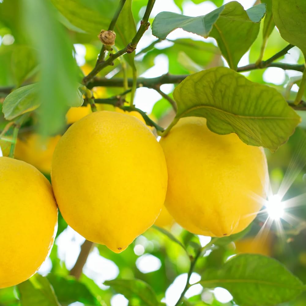 Lemon Tree Live Plant, 3-4 Feet Tall Grafted Citrus Tree, Hardy Yellow Lemon Fruit Tree for Outdoor Planting