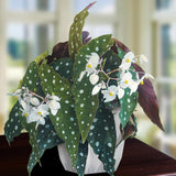 Angel Wing Begonia Live Plant, Polka Dot Begonia Maculata Plants, 4-7" Starter Indoor Outdoor Houseplant Décor, Air-Purifying and Easy Care, Spotted Begonia with White Flowers