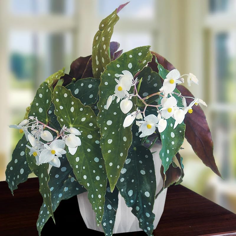 Angel Wing Begonia Live Plant, Polka Dot Begonia Maculata Plants, 4-7" Starter Indoor Outdoor Houseplant Décor, Air-Purifying and Easy Care, Spotted Begonia with White Flowers