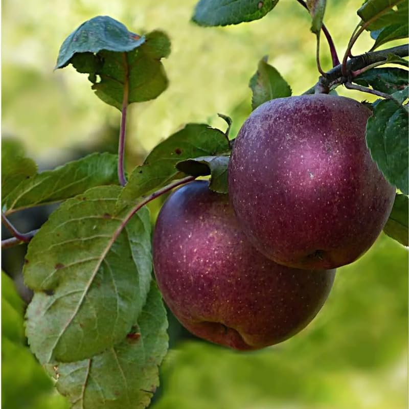 Black Apple Tree Live Plant 12-18 Inch Tall, Bareroot, Sweet Apple Plant Live for Planting, Live Apple Tree Plant, Black Apple Fruit Tree