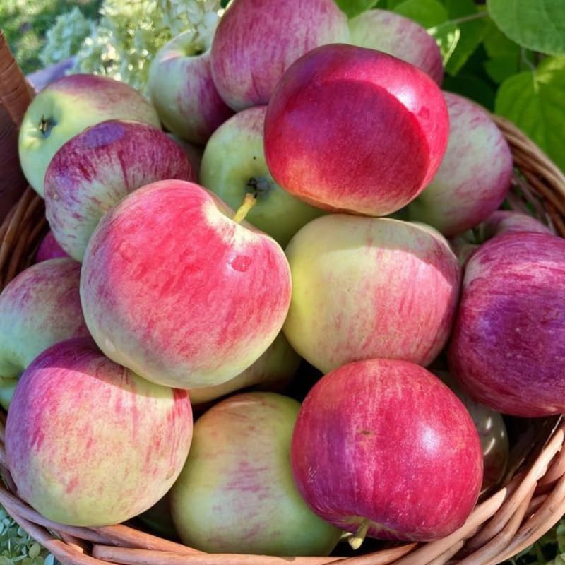 Cold Hardy Apple Tree 2–3 Ft Tall, Fruit Apple Tree Plant for Outdoor Garden, Sweet Crisp Apples for Backyard Orchard or Home Garden Growing