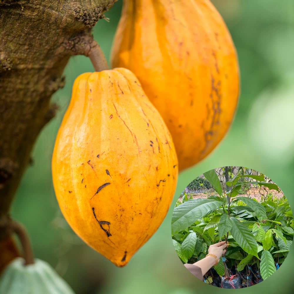 6 Months Old Theobroma Cacao Tree Plant Live, High Yield Cocoa Chocolate Trees Live Plants 8" Tall in Half Gallon Pot, Outdoor Indoor Growing, No CA