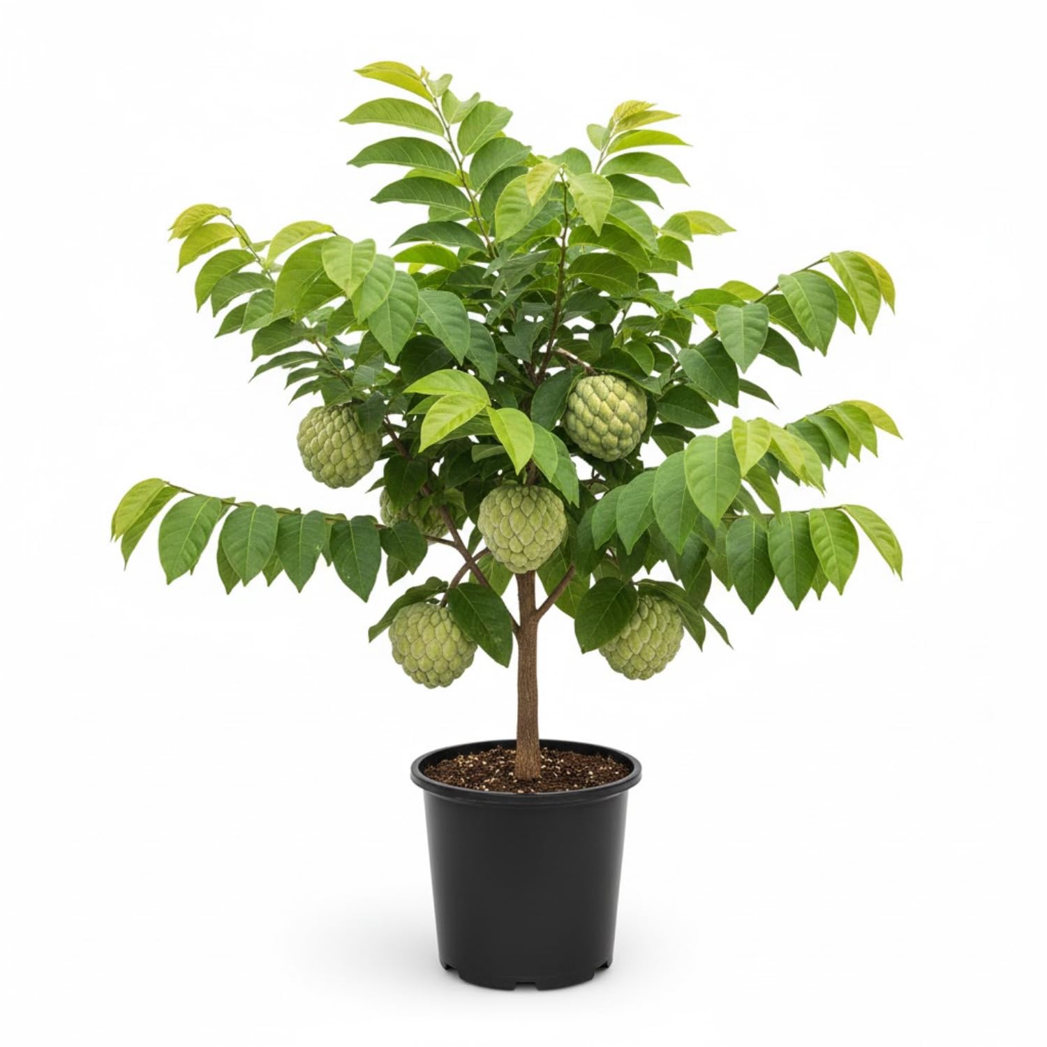 Sugar Apple Tree Live Plant, 3 Years Old Sweet Custard Apple Tree, Ready to Bear Fruits, 3-4 Feet Tall Fully Rooted