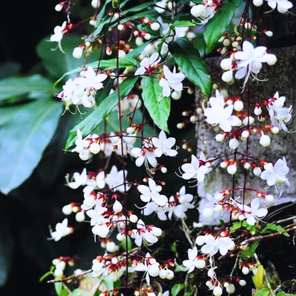 2 Clerodendrum Plants Live 5-9 Inc Tall - Great for Beautifying Indoor and Outdoor Spaces - Trailing Light Bulb Flowering Vine (Light Wallichii Smithianum)