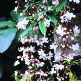 2 Clerodendrum Plants Live 5-9 Inc Tall - Great for Beautifying Indoor and Outdoor Spaces - Trailing Light Bulb Flowering Vine (Light Wallichii Smithianum)