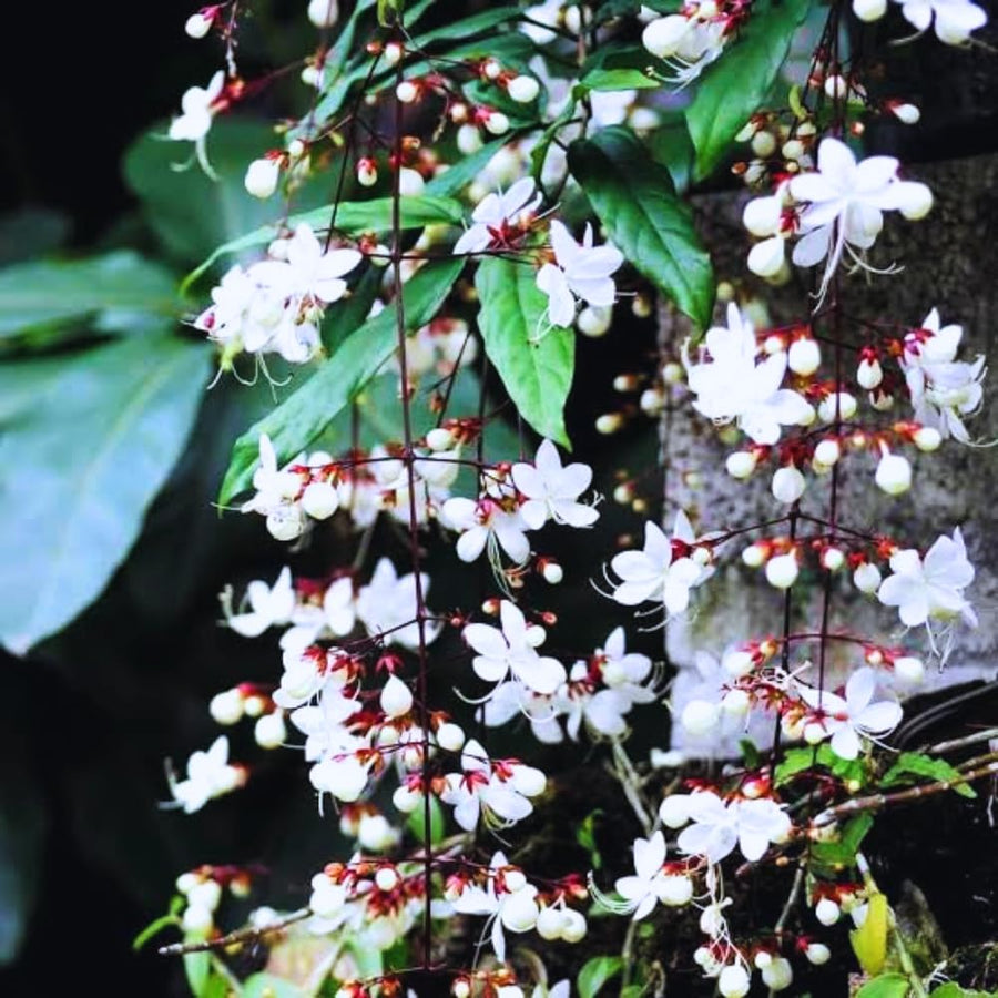 2 Clerodendrum Plants Live 5-9 Inc Tall - Great for Beautifying Indoor and Outdoor Spaces - Trailing Light Bulb Flowering Vine (Light Wallichii Smithianum)