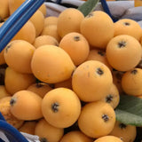 Loquat Tree Live Plant, Golden Loquat Plant Live, Cold Hardy Fruit Tropical Plant, Home Orchard Planting, 4 Inc Pot