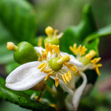 Live Green Lime Tree, Lime Fruit Tree, Grafted Citrus Plant, 2-3 Feet Tall, Ready for Planting