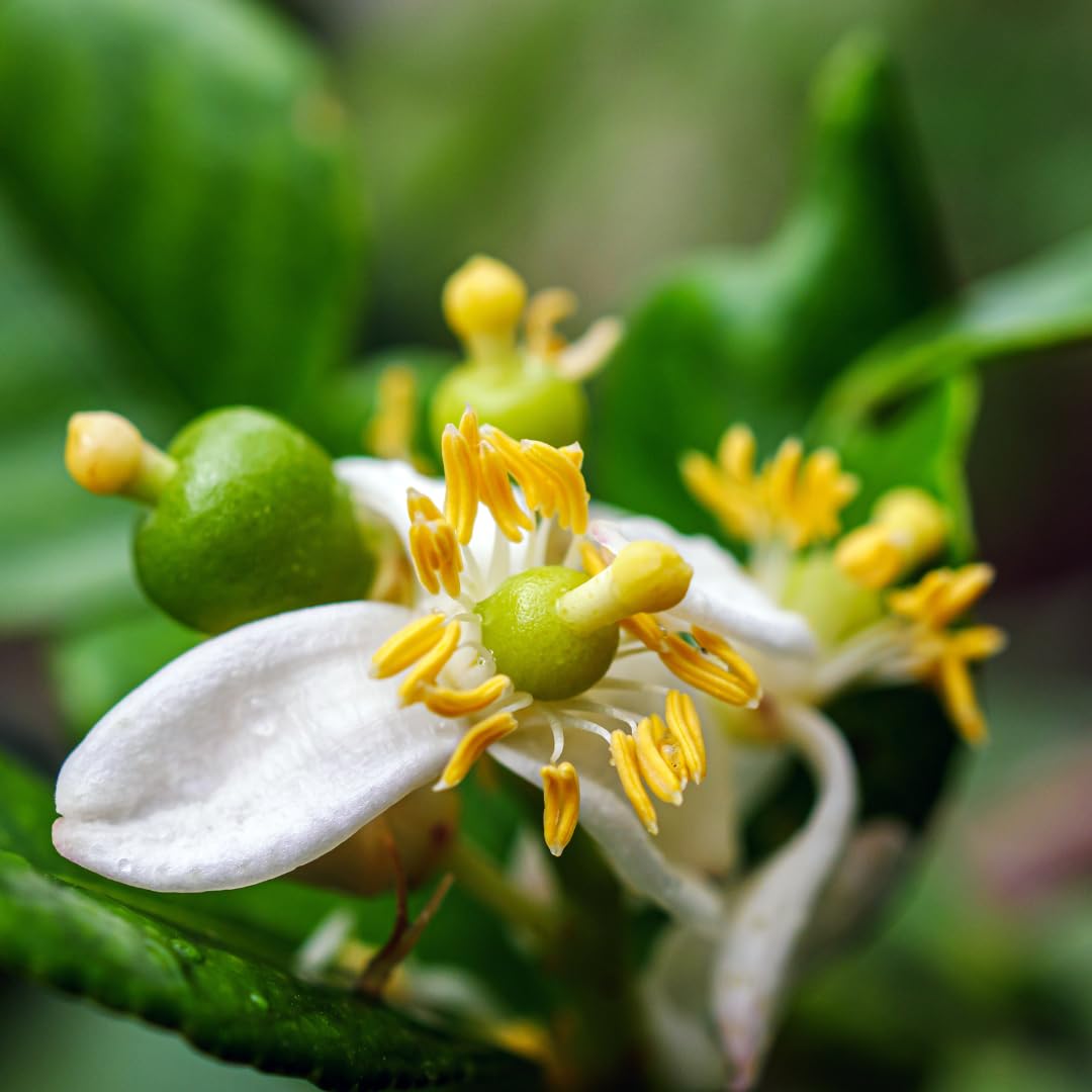Live Green Lime Tree, Lime Fruit Tree, Grafted Citrus Plant, 2-3 Feet Tall, Ready for Planting