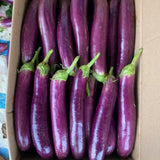 Live Eggplant Plant, Purple Eggplant Live, 4-7 Inches Tall in 4'' Pot, Long Vegetable Plant for Outdoor Garden