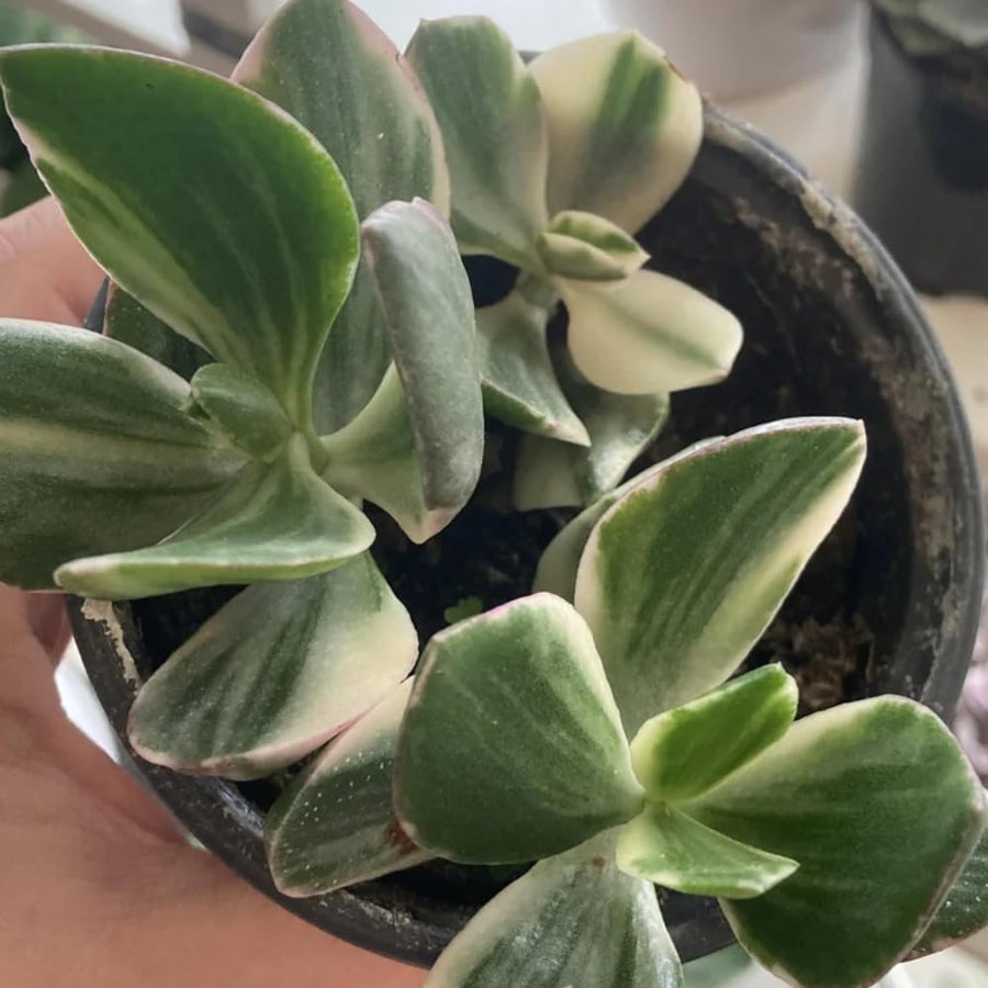 Variegated Jade Plant, Crassula Ovata Live Plant, Jade Succulent Houseplant, 2 Inch Pot for Indoor Outdoor Planting