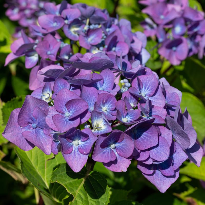 Blue Purple Hydrangea Plant, 5 to 7 Inch Tall Hydrangea Plants Live, Without Pot, Change Color Flowers Hydrangeas Bush Plant Outdoor Shade Garden, Colorful Flowers