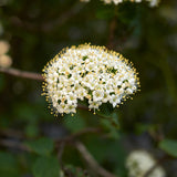 Live Viburnum Bush in 4 Inch Pot, Hardy Flowering Shrub for Outdoor Garden, Landscape or Hedge (Blackhaw)