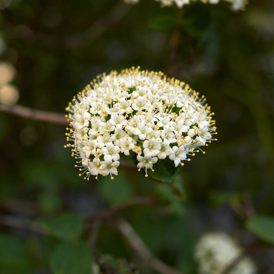 Live Viburnum Bush in 4 Inch Pot, Hardy Flowering Shrub for Outdoor Garden, Landscape or Hedge (Blackhaw)