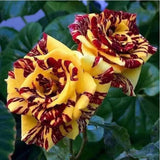 Rare Rose Bush Live Plant - Rose Plant Live to Grow - Bareroot 5-10 Inch Tall - Fragrant Rose Flowers Shrub - No Pot (Stripe Rose)