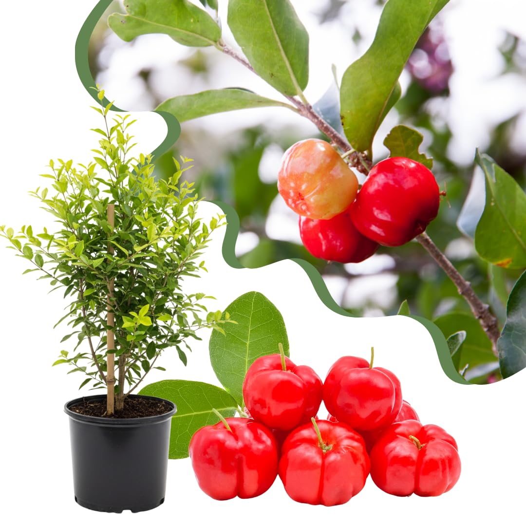 Live Barbados Cherry Tree Plant, Acerola Barbados Cherry Fruit Tree, 2 Feet Tall, Ready for Planting