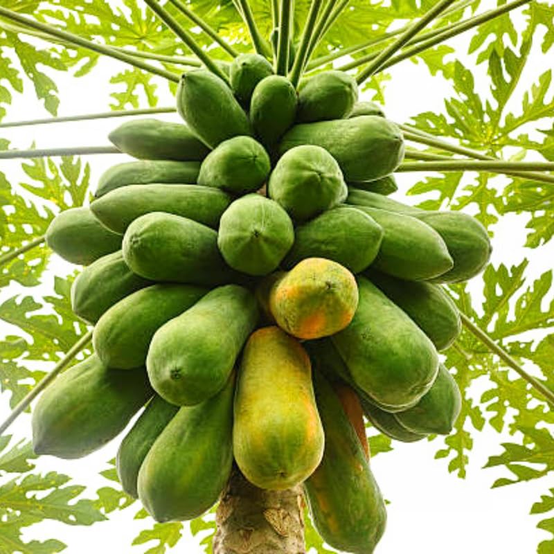 Dwarf Papaya Plant Live Size 8-12" in Half Gallon Pot, Perfect for Containers, Tropical Fruit for Small Spaces, No CA
