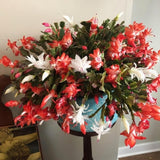 Mix Red and White Christmas Cactus, Holiday Cactus, Live Flowering Succulent Plant, 6 Inch Pot for Indoor or Outdoor Growing