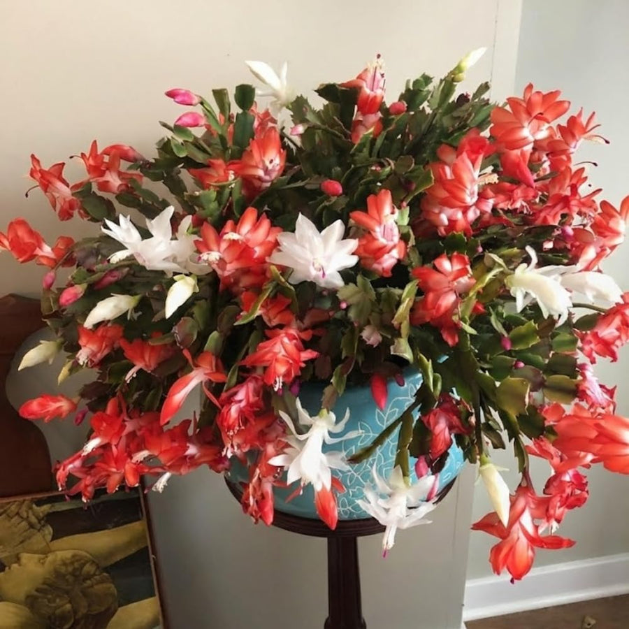 Mix Red and White Christmas Cactus, Holiday Cactus, Live Flowering Succulent Plant, 6 Inch Pot for Indoor or Outdoor Growing