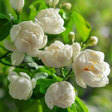 Duke of Tuscany Jasmine Plant in Half Gallon Pot, Fragrant White Jasmine Climbing Vine, Flowering Jasmines for Outdoor Garden