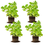 Set 4 Cuban Oregano Live Plant, Oregano Plants, Spanish Thyme Vegetable Plants Live, 3-5 Inch for Plating