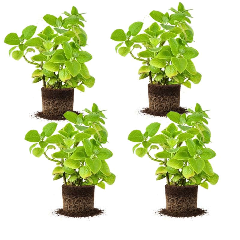 Set 4 Cuban Oregano Live Plant, Oregano Plants, Spanish Thyme Vegetable Plants Live, 3-5 Inch for Plating