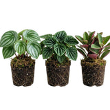 3 Mix Peperomia Plants Live, 4 to 6 Inc Tall, Peperomia Houseplant Live Plant for Gardening