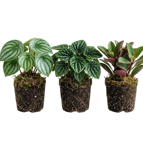3 Mix Peperomia Plants Live, 4 to 6 Inc Tall, Peperomia Houseplant Live Plant for Gardening