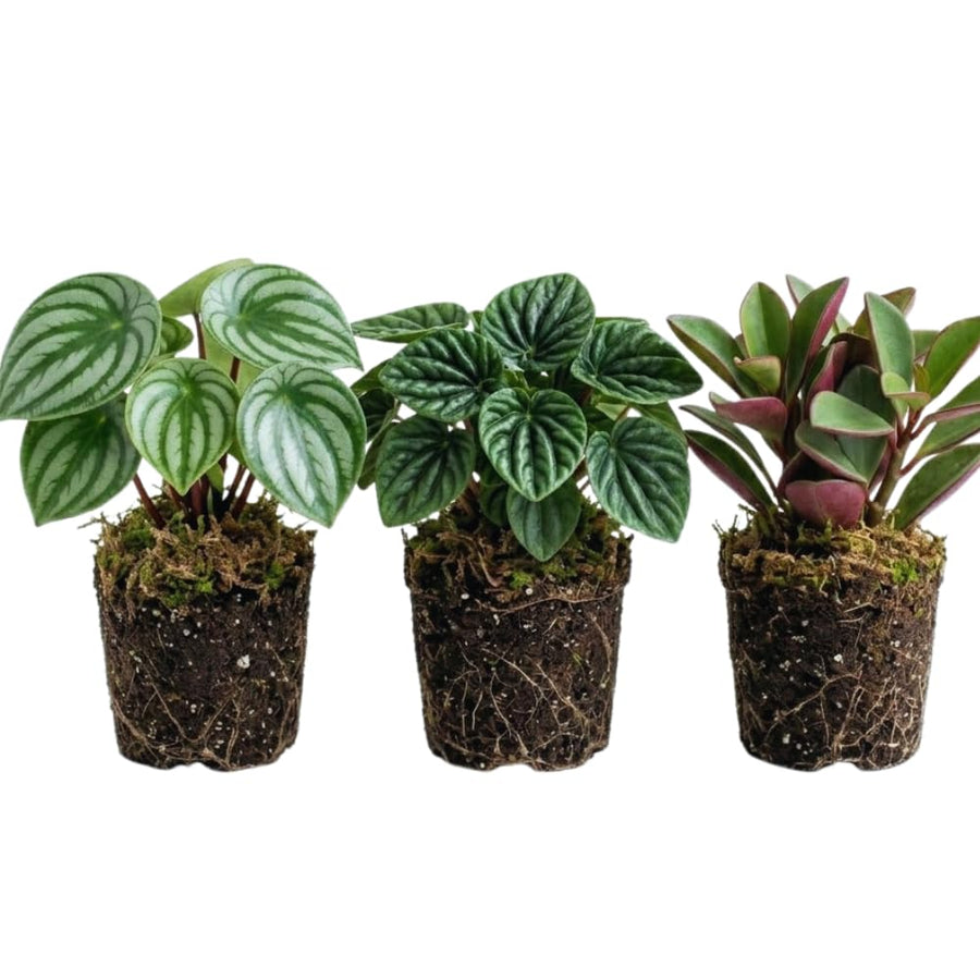 3 Mix Peperomia Plants Live, 4 to 6 Inc Tall, Peperomia Houseplant Live Plant for Gardening