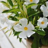 White Mandevilla Live Plants Vine, Set 2 Plants, Live Mandevilla Flower Plants Gardening, No Pot, Size Plant 5 to 7 Inc