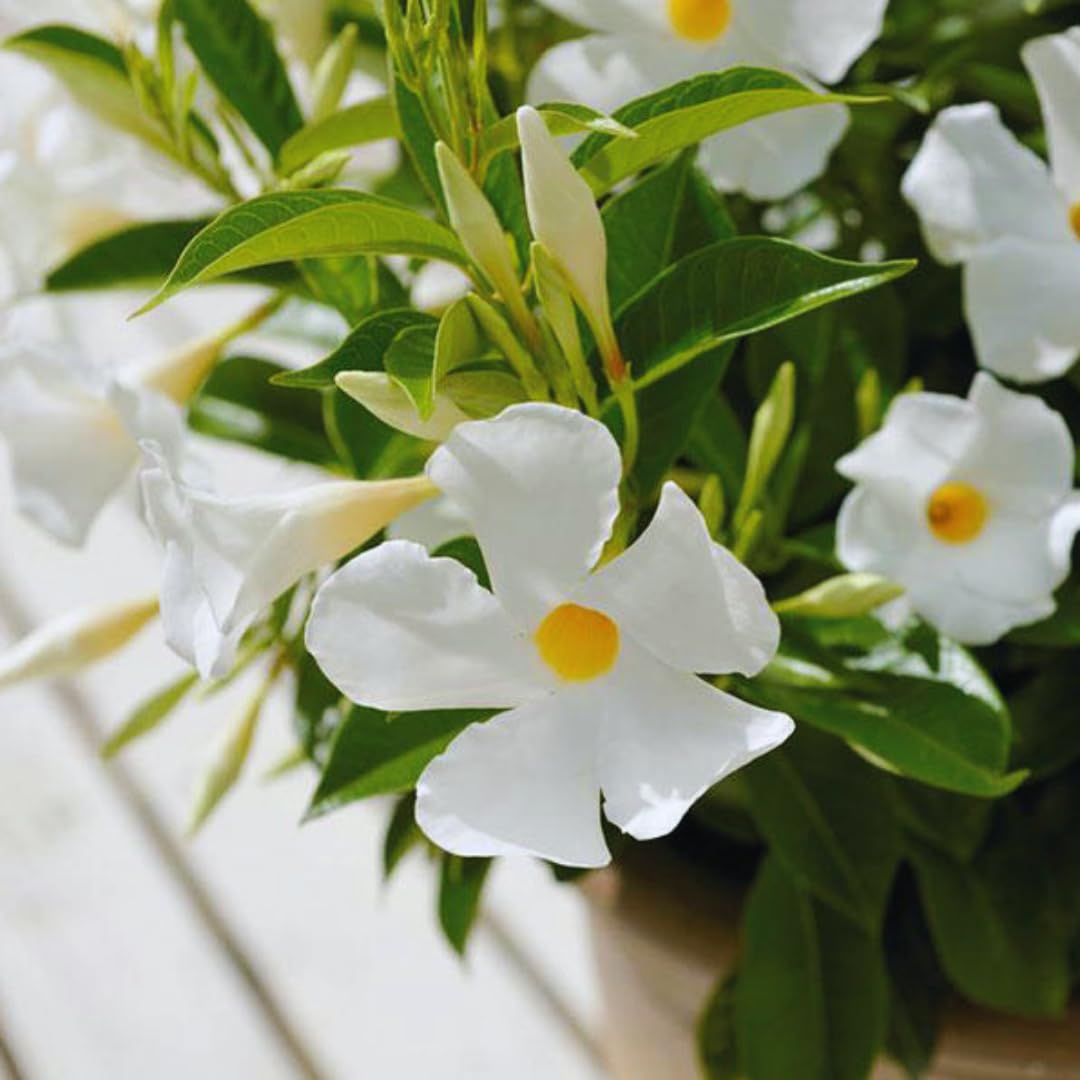 White Mandevilla Live Plants Vine, Set 2 Plants, Live Mandevilla Flower Plants Gardening, No Pot, Size Plant 5 to 7 Inc