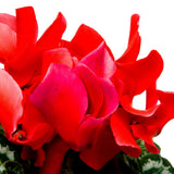 Live Red Cyclamen Plant, Cyclamen Flower Live Plant, Hardy Indoor Flowering Houseplant 5-7 Inches Tall,Ready to Grow