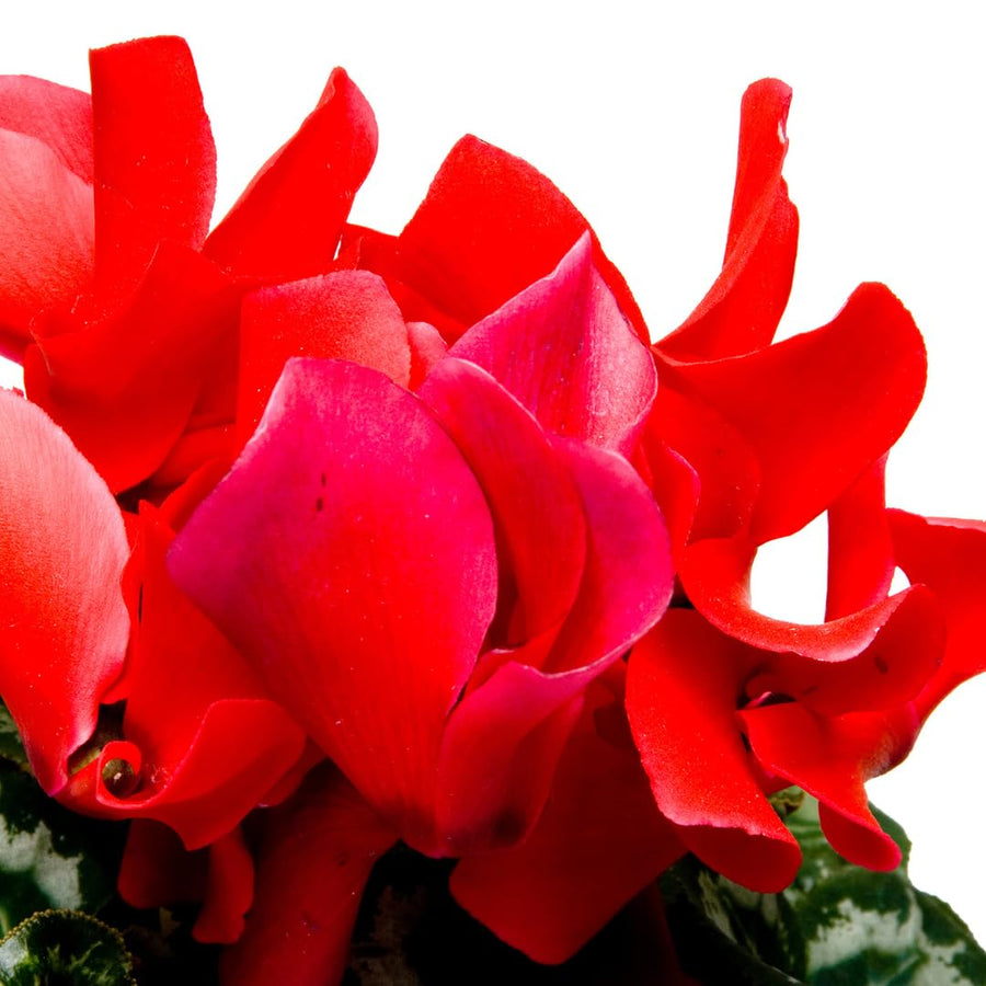 Live Red Cyclamen Plant, Cyclamen Flower Live Plant, Hardy Indoor Flowering Houseplant 5-7 Inches Tall,Ready to Grow