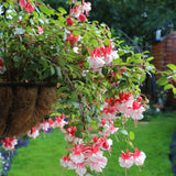 Pink White Fuchsia Plant Live in 5-Inch Pot, Hanging Basket Flower, Hardy Fuchsia Vine for Shade Gardens, USDA Zones 8-11