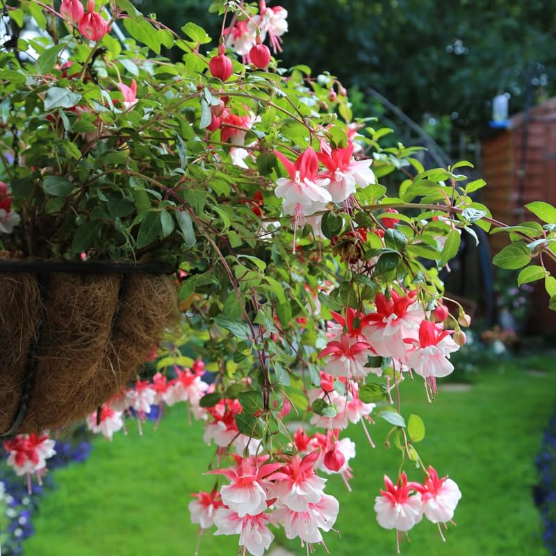 Pink White Fuchsia Plant Live in 5-Inch Pot, Hanging Basket Flower, Hardy Fuchsia Vine for Shade Gardens, USDA Zones 8-11